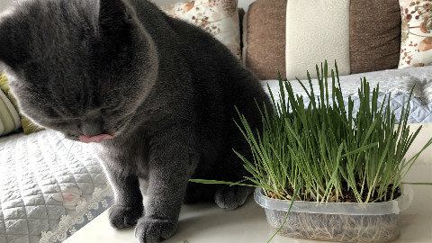 主人种了一盆绿色的猫草,猫咪看到“原谅色”的猫草顿时没了食欲